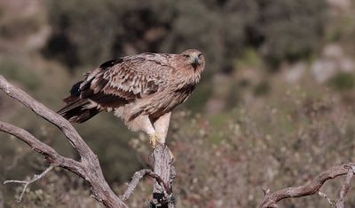 Spaanse Keizerarend (Spanish Imperial Eagle)