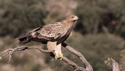 Spaanse Keizerarend (Spanish Imperial Eagle)