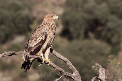 Spaanse Keizerarend (Spanish Imperial Eagle)