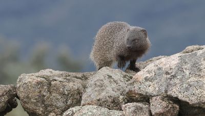 Mangoest (Egyptian Mongoose)