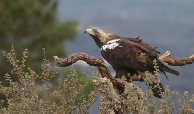 Spaanse Keizerarend (Spanish Imperial Eagle)