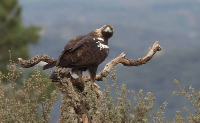 Spaanse Keizerarend (Spanish Imperial Eagle)