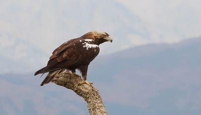 Spaanse Keizerarend (Spanish Imperial Eagle)