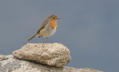 Roodborst (European Robin)