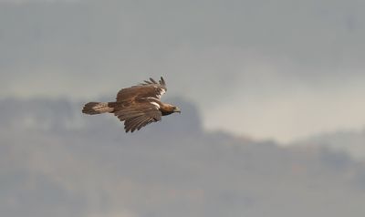 Spaanse Keizerarend (Spanish Imperial Eagle)