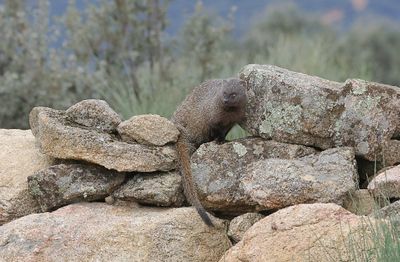 Mangoest (Egyptian Mongoose)