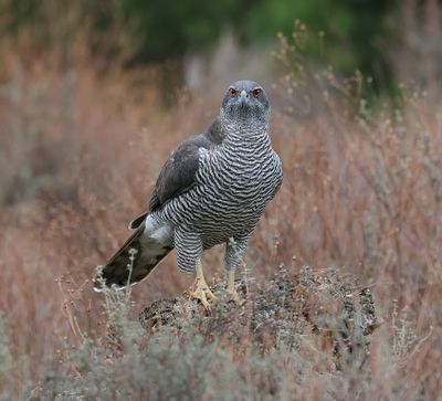 Havik (Northern Goshawk)