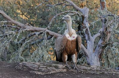 Vale Gier (Griffon Vulture)