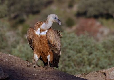 Vale Gier (Griffon Vulture)