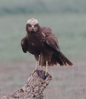 Bruine Kiekendief (Marsh Harrier)