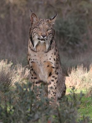 Pardellynx (Iberian Lynx)