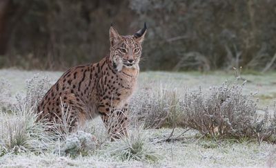 Pardellynx (Iberian Lynx)