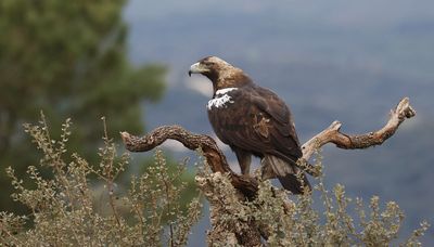 Spaanse Keizerarend (Spanish Imperial Eagle)