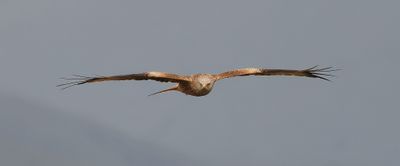 Rode Wouw (Red Kite)