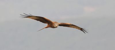 Rode Wouw (Red Kite)