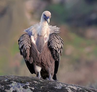Vale Gier (Griffon Vulture)