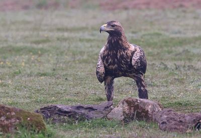 Spaanse Keizerarend (Spanish Imperial Eagle)