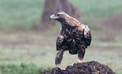 Spaanse Keizerarend (Spanish Imperial Eagle)