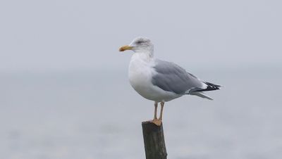 Geelpootmeeuw (Yellow-legged Gull)