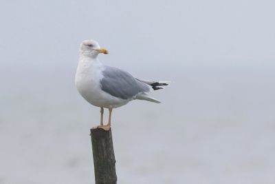 Geelpootmeeuw (Yellow-legged Gull)