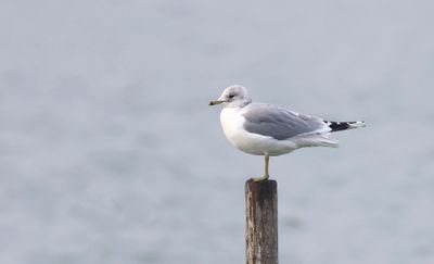 Stormmeeuw (Mew Gull)