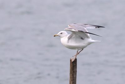 Pontische Meeuw (Caspian Gull)