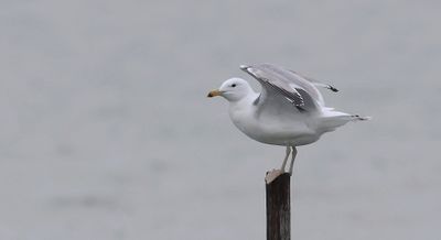 Pontische Meeuw (Caspian Gull)