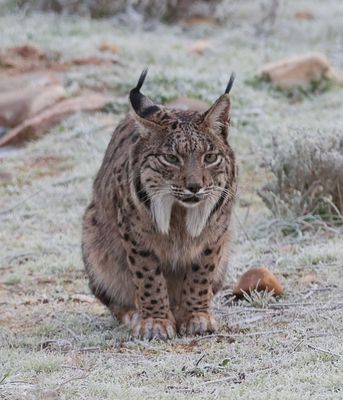 Pardellynx (Iberian Lynx)