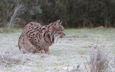 Pardellynx (Iberian Lynx)