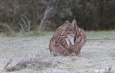 Pardellynx (Iberian Lynx)