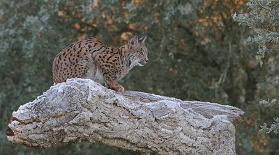 Pardellynx (Iberian Lynx)