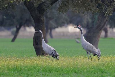 Kraanvogels (Common Cranes)