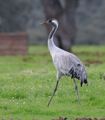 Kraanvogel (Common Crane)