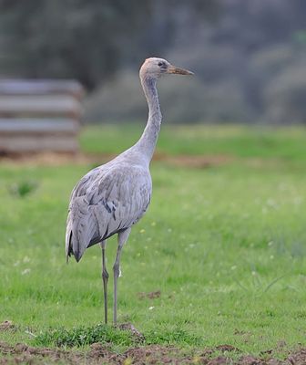 Kraanvogel (Common Crane)