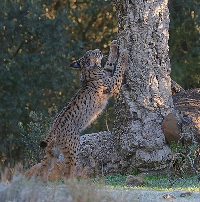Pardellynx (Iberian Lynx)