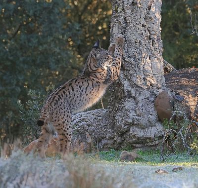 Pardellynx (Iberian Lynx)