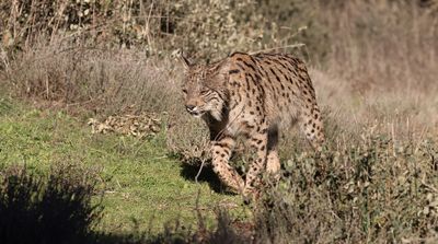 Pardellynx (Iberian Lynx)