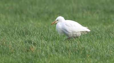 Koereiger (Western Cattle Egret)