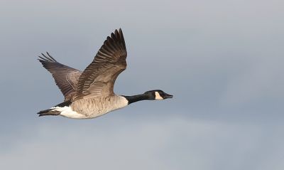 Canadese Gans (Canada Goose)