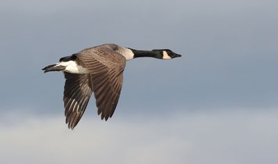 Canadese Gans (Canada Goose)