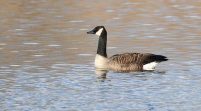 Canadese Gans (Canada Goose)