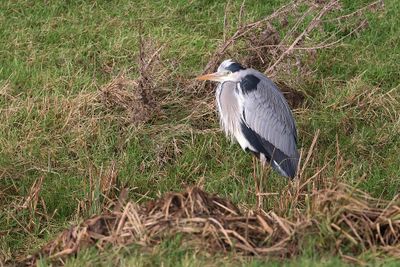 Blauwe Reiger (Grey Heron)