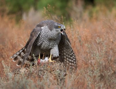 Havik (Northern Goshawk)