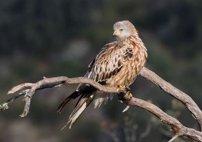Rode Wouw (Red Kite)