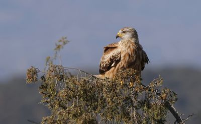 Rode Wouw (Red Kite)