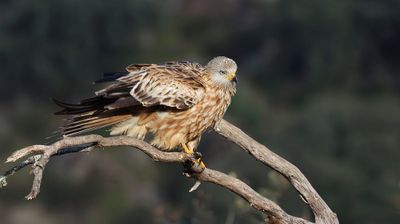 Rode Wouw (Red Kite)