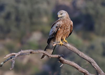Rode Wouw (Red Kite)