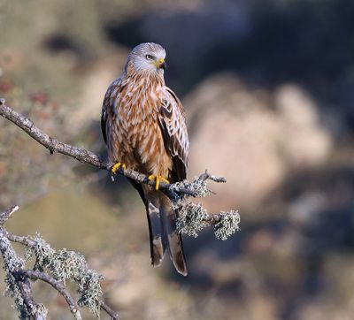 Rode Wouw (Red Kite)