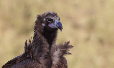 Monniksgier (Black Vulture)
