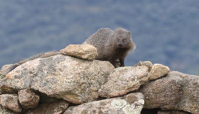 Mangoest (Egyptian Mongoose)